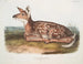 Hirsch von Virginie, Kitz, natürliche Größe - John Woodhouse Audubon — Ansicht des Kunstwerks