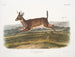 Cervo a coda lunga maschio - John Woodhouse Audubon — vista dell’opera