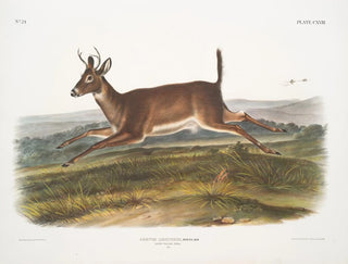 John Woodhouse Audubon - Cervus leucurus Longtailed Deer Male.webp