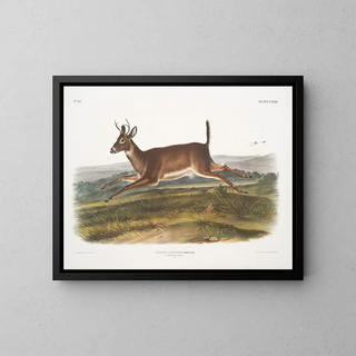 John Woodhouse Audubon - Cervus leucurus Longtailed Deer Male.webp