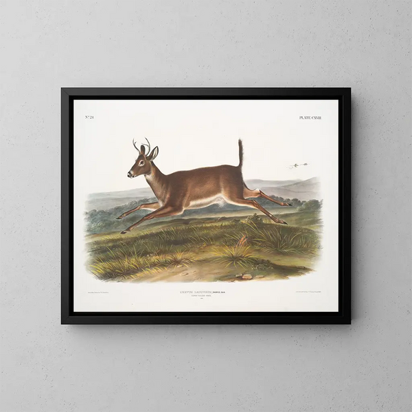 Hirsch mit langem Schwanz männlich - John Woodhouse Audubon — gerahmtes Bild an der Wand