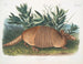 Tatou à neuf bandes mâle taille naturelle - John Woodhouse Audubon — Ansicht des Kunstwerks