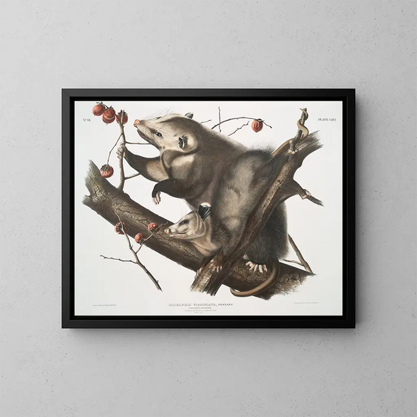 Opossum della Virginia femmina giovane maschio di 7 mesi dimensioni naturali - John Woodhouse Audubon — quadro incorniciato alla parete