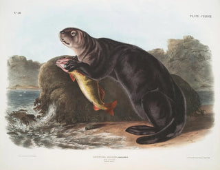 John Woodhouse Audubon - Enhydra marina Sea Otter Young male.webp