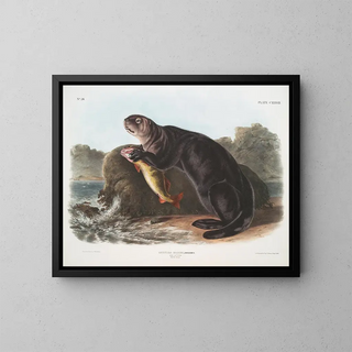 John Woodhouse Audubon - Enhydra marina Sea Otter Young male.webp