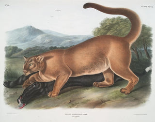 John Woodhouse Audubon - Felis concolor The Cougar Male.webp