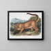 Le puma mâle - John Woodhouse Audubon — quadro incorniciato alla parete