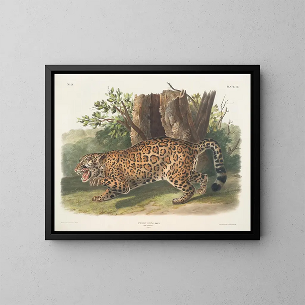Jaguar femmina - John Woodhouse Audubon — quadro incorniciato alla parete