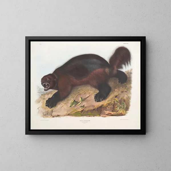Gulo luscus, il gloton - John Woodhouse Audubon — quadro incorniciato alla parete