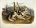 Cane indiano dell'Hare - John Woodhouse Audubon — vista dell’opera
