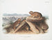 Lagomys princeps Kleiner Hase Originalgröße - John Woodhouse Audubon — Ansicht des Kunstwerks