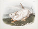 Lepre americano, dimensione naturale, inverno - John Woodhouse Audubon — vista dell’opera
