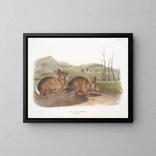 Lepre di Bachman dimensioni naturali - John Woodhouse Audubon — quadro incorniciato alla parete