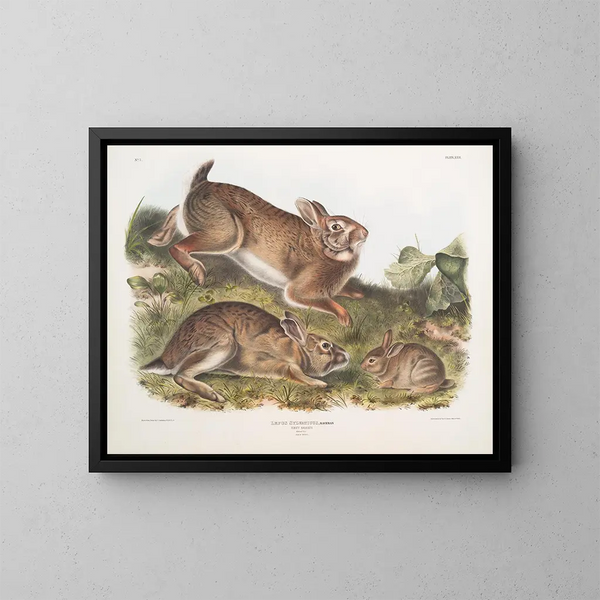 Lepre sylvestre, coniglio grigio, dimensioni naturali, vecchio e giovane - John Woodhouse Audubon — quadro incorniciato alla parete