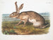 Lièvre texan mâle à taille naturelle - John Woodhouse Audubon — Ansicht des Kunstwerks