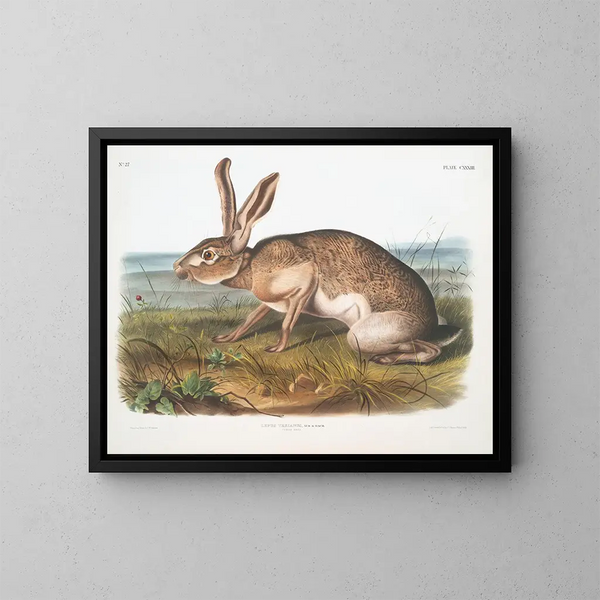 Lièvre texan mâle à taille naturelle - John Woodhouse Audubon — gerahmtes Bild an der Wand