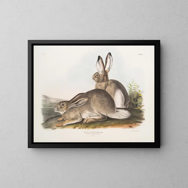 Kaninchen von Townsend, Bergkaninchen, Naturgröße, männlich und weiblich - John Woodhouse Audubon — gerahmtes Bild an der Wand