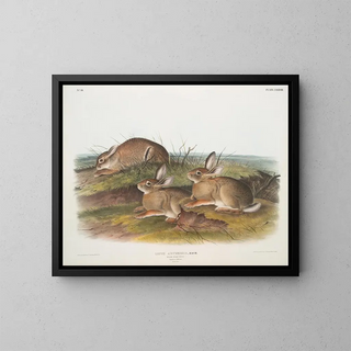 John Woodhouse Audubon - Lepus artemesia Warm Wood HAre Male  female Natural size.webp