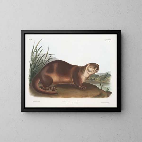 Loutre du Canada mâle - John Woodhouse Audubon — gerahmtes Bild an der Wand