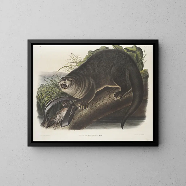 Loutre du Canada taille naturelle mâle - John Woodhouse Audubon — gerahmtes Bild an der Wand
