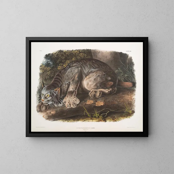 Lynx du Canada mâle - John Woodhouse Audubon — gerahmtes Bild an der Wand