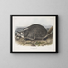 Meles labradorius, amerikanischer Baummarder, natürliche Größe - John Woodhouse Audubon — gerahmtes Bild an der Wand