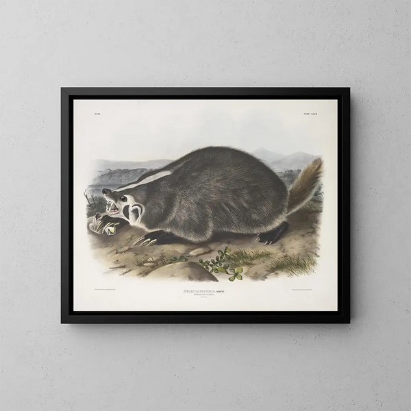 Meles labradorius, amerikanischer Baummarder, natürliche Größe - John Woodhouse Audubon — gerahmtes Bild an der Wand