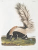 Mephitis macroura Mouffette à grande queue mâle taille naturelle - John Woodhouse Audubon — Ansicht des Kunstwerks