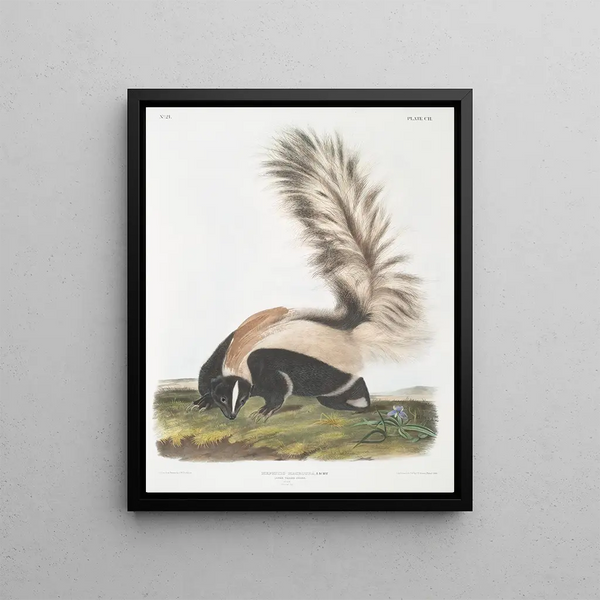 John Woodhouse Audubon - Mephitis macroura Largetailed Skunk Male Natural size.webp