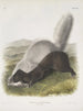 Mephitis mesoleuca Mouffette texane Taille naturelle - John Woodhouse Audubon — Ansicht des Kunstwerks