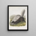 Mephitis mesoleuca Mouffette texane Taille naturelle - John Woodhouse Audubon — gerahmtes Bild an der Wand