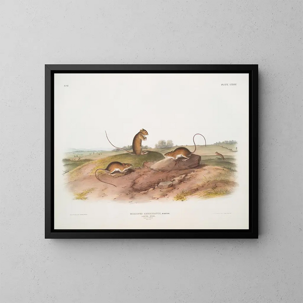 Souris sauteuse américaine mâle et femelle à taille naturelle - John Woodhouse Audubon — gerahmtes Bild an der Wand