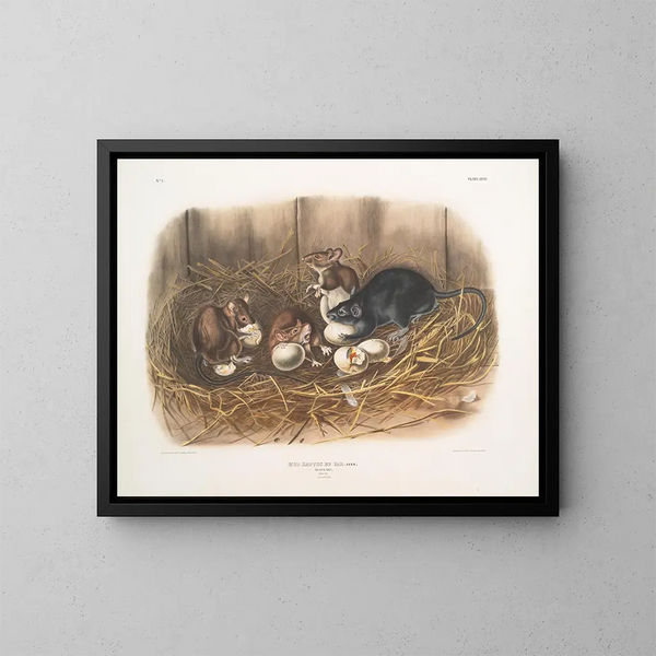 Ratte schwarz, natürliche Größe, alt und jung - John Woodhouse Audubon — gerahmtes Bild an der Wand