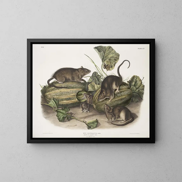 Ratte braun oder norwegische Ratte in Originalgröße männlich weiblich jung - John Woodhouse Audubon — gerahmtes Bild an der Wand