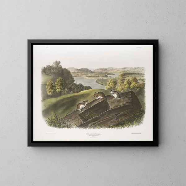 Maus mit weißen Pfoten Natürliche Größe Männchen, Weibchen und Jungtier - John Woodhouse Audubon — gerahmtes Bild an der Wand