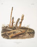 Mus minimus, piccola topo delle messi, maschi e femmine, dimensioni naturali - John Woodhouse Audubon — vista dell’opera