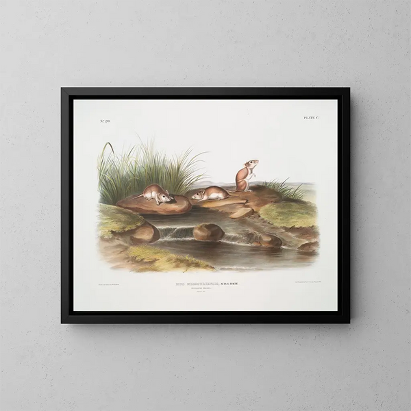 Maus des Missouri in Originalgröße - John Woodhouse Audubon — gerahmtes Bild an der Wand