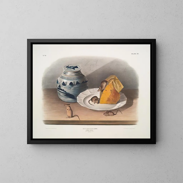 Maus, gewöhnlich, männlich, weiblich, jung, Maßstab natur - John Woodhouse Audubon — gerahmtes Bild an der Wand