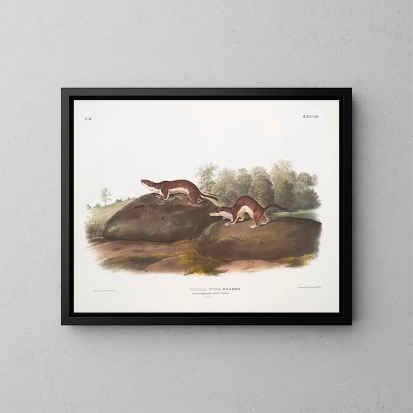 Amerikanisches Fouine-Gemälde - John Woodhouse Audubon — gerahmtes Bild an der Wand