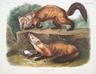 John Woodhouse Audubon - Mustela martes Pine Marten Male  female Winter pelage Natural size.webp