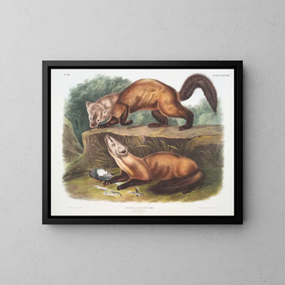 John Woodhouse Audubon - Mustela martes Pine Marten Male  female Winter pelage Natural size.webp