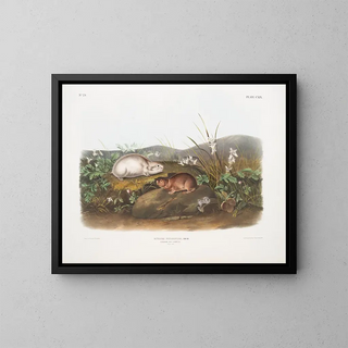 John Woodhouse Audubon - Myodes Hudsonius Hudson Bay Lemming Natural size.webp