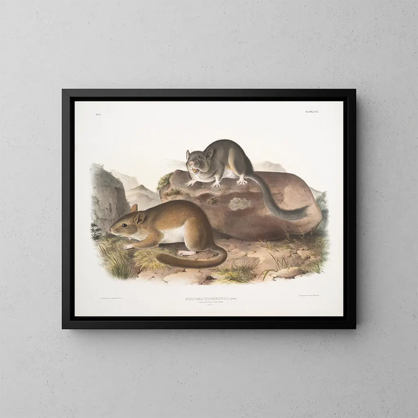 Neotoma drummondii, taille réelle - John Woodhouse Audubon — gerahmtes Bild an der Wand