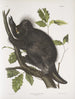 Istrice del Canada Hystrix dorsata - John Woodhouse Audubon — vista dell’opera
