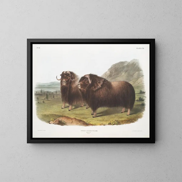 Bœufs musqués mâles - John Woodhouse Audubon — gerahmtes Bild an der Wand