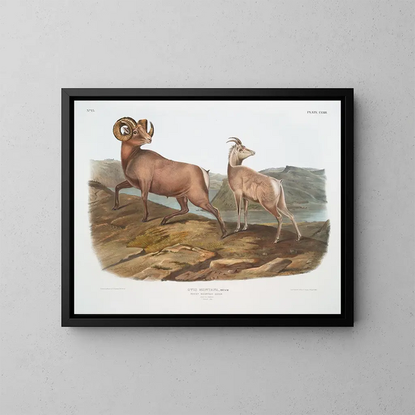 Mouton des montagnes rocheuses mâle et femelle - John Woodhouse Audubon — gerahmtes Bild an der Wand