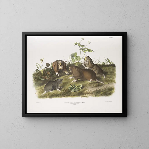 Ratte in Tasche aus Kanada in Originalgröße - John Woodhouse Audubon — gerahmtes Bild an der Wand