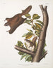Pteromys oregonensis Flughörnchen aus Oregon Natürliche Größe - John Woodhouse Audubon — Ansicht des Kunstwerks