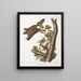 Pteromys oregonensis Flughörnchen aus Oregon Natürliche Größe - John Woodhouse Audubon — gerahmtes Bild an der Wand