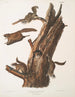 Pteromys volucella Gemeines Flugbeutelschwanz-Ästling Natürliche Größe 1 2 Männchen 3 4 Weibchen 5 Junge - John Woodhouse Audubon — Ansicht des Kunstwerks